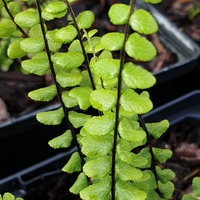 Asplenium trichomanes